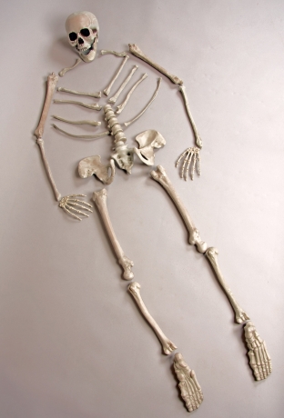 Skelett Skelettteile Skelettknochen Halloween Halloweendekoration