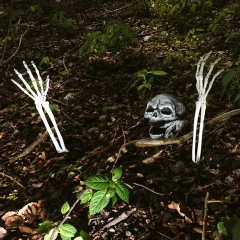 Skelett Skelettknochen Knochen Knochenteile Halloweendekoration Totenkopf