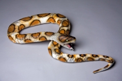 Schlange Latexschlange Snake Dekoschlange